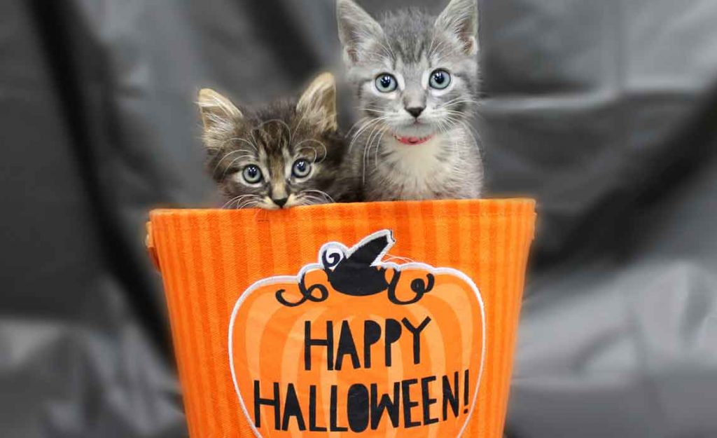 Operation Kindness Blog - Halloween Pet Safety Tips | North Texas No-Kill Animal Shelter