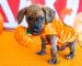 Brown puppy wearing orange pumpkin costume with fake pumpkin in their mouth