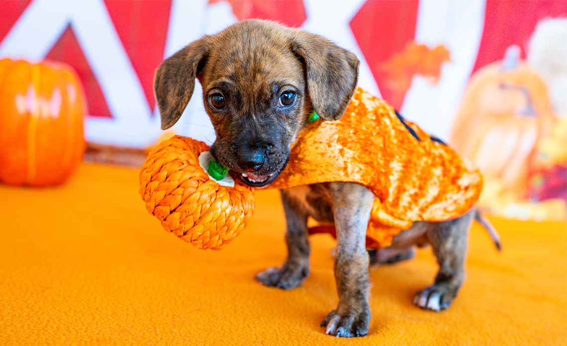 Brown puppy wearing orange pumpkin costume with fake pumpkin in their mouth