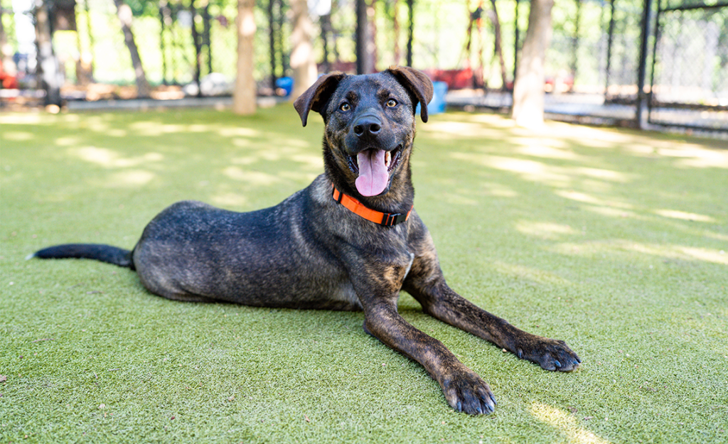 Hansel, a brown and black dog, smiling with his tongue out