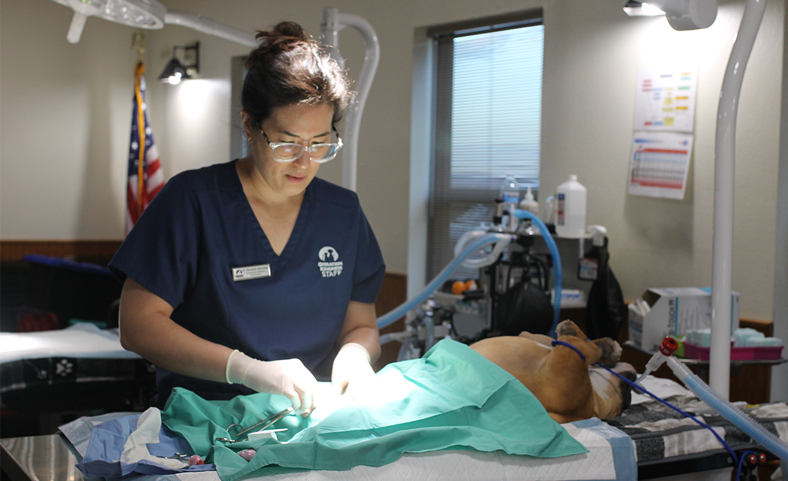 Dog undergoing spay/neuter surgery