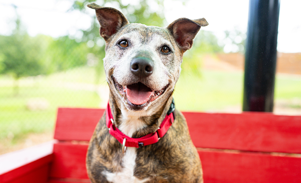 Cheyenne, a brown and white shelter dog, smiling and sitting on a red bench