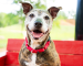 Cheyenne, a brown and white shelter dog, smiling and sitting on a red bench
