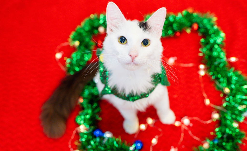 White and grey cat looking at camera with tinsel surrounding it.
