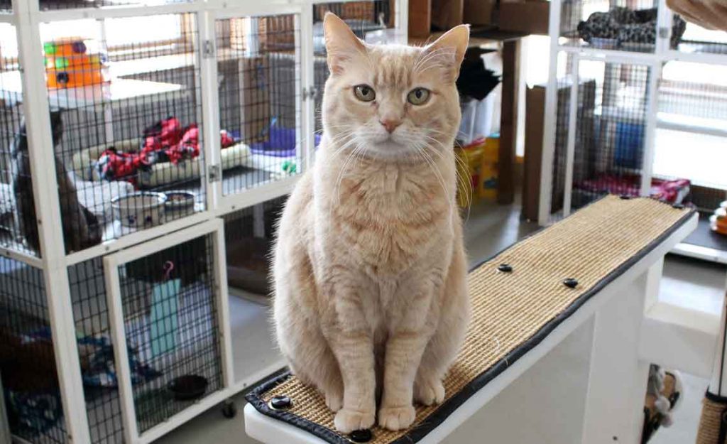 Operation Kindness Blog - June is Adopt a Shelter Cat Month | North Texas No-Kill Animal Shelter