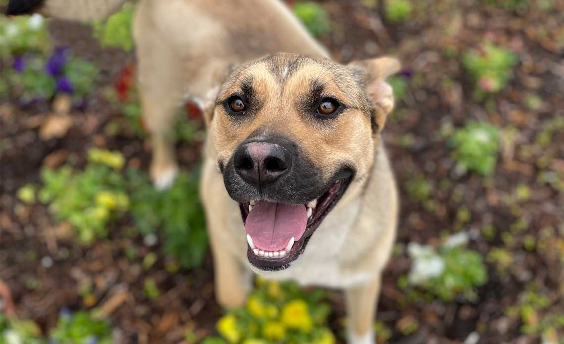 Operation Kindness Blog - Keep your pet cool in the summer heat | North Texas No-Kill Animal Shelter