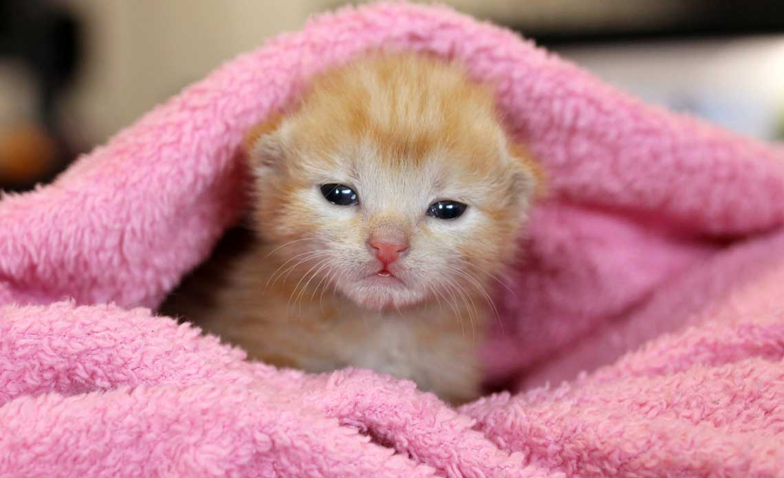 A new 24-hour kitten nursery | Operation Kindness