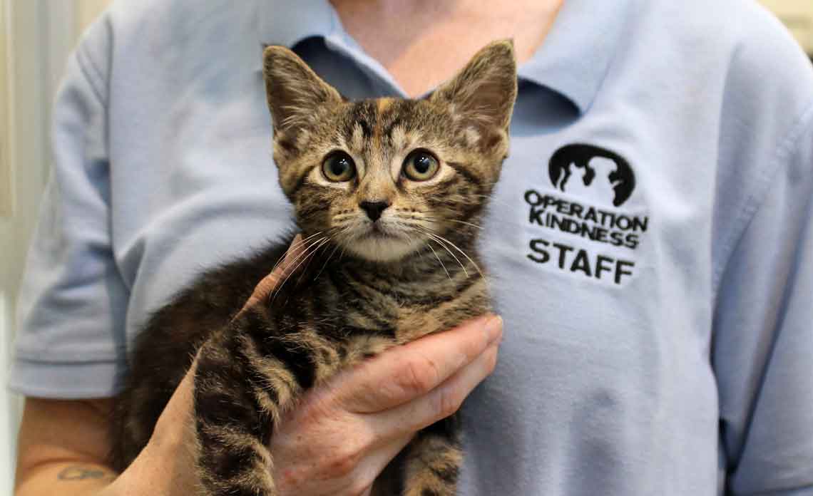 Operation Kindness Blog - Kitten rescued from inside car engine | North Texas No-Kill Animal Shelter