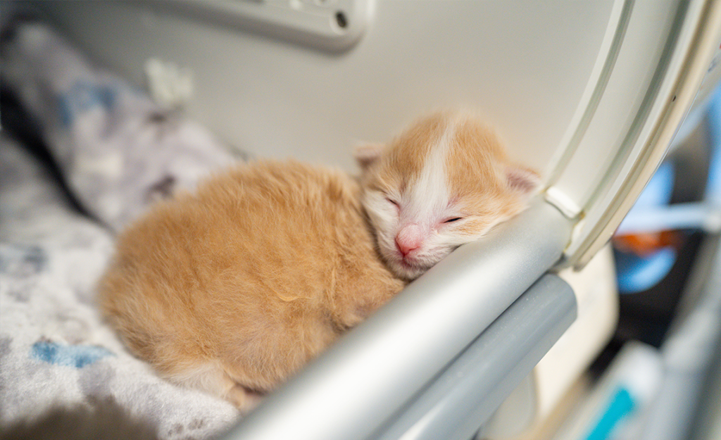 An orange kitten sleeping in Operation Kindness' kitten nursery