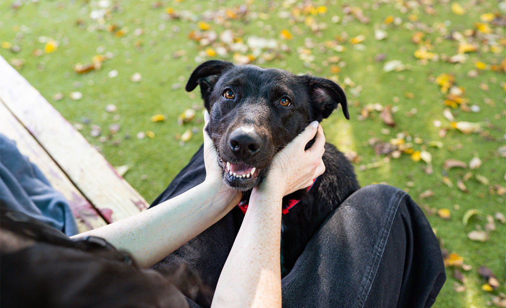 black dog smiling at camera with person petting their face