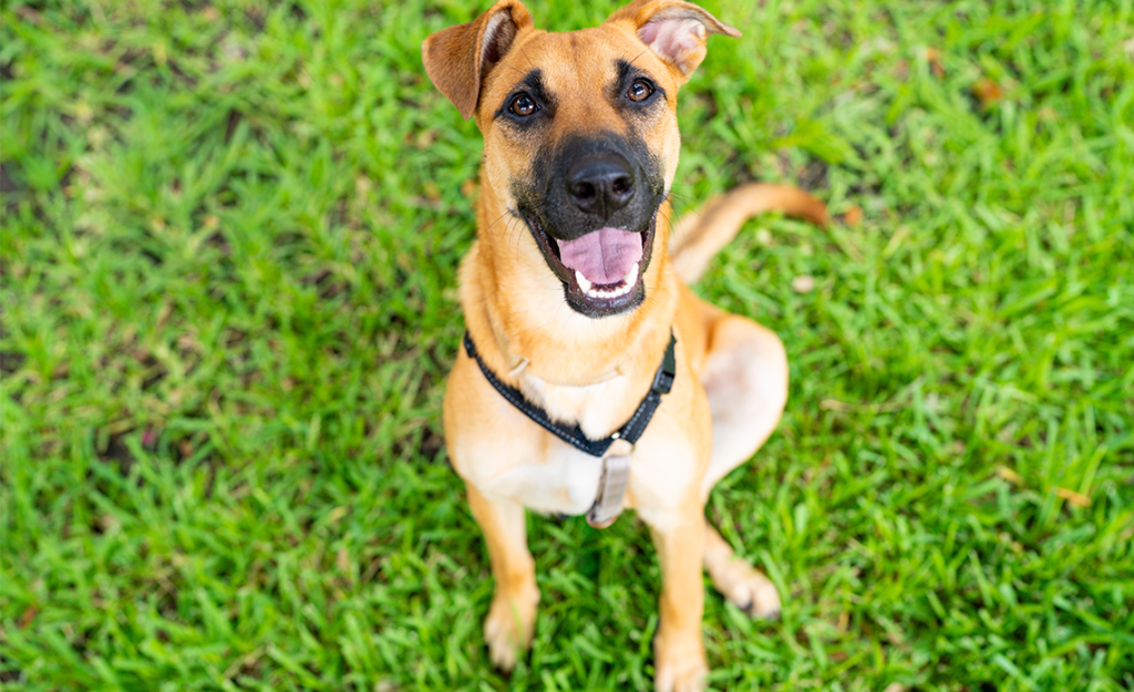 Brown dog on grass