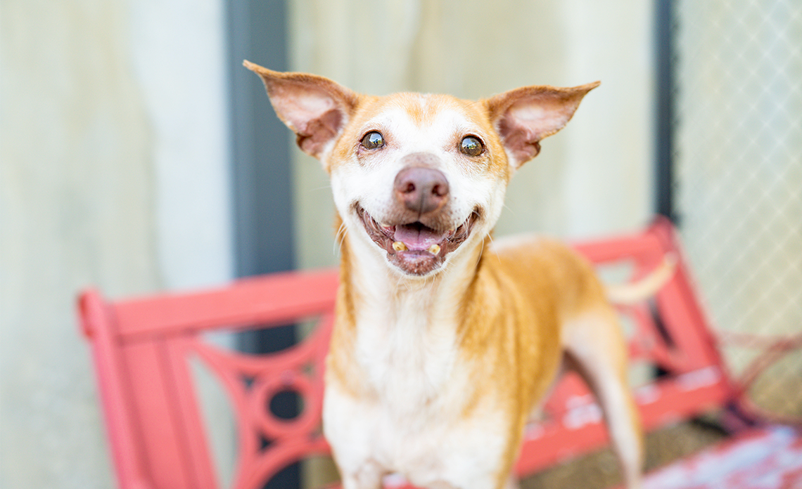 Light brown dog smiling at camera