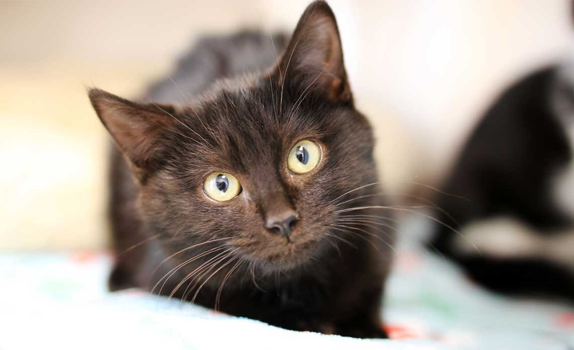 Operation Kindness Blog - Adopting Black Cats around Halloween | North Texas No-Kill Animal Shelter