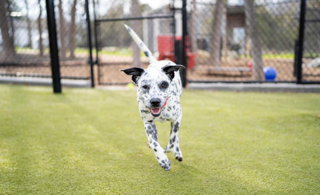 White dog with black spots running