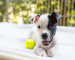 Black and white puppy with tennis ball