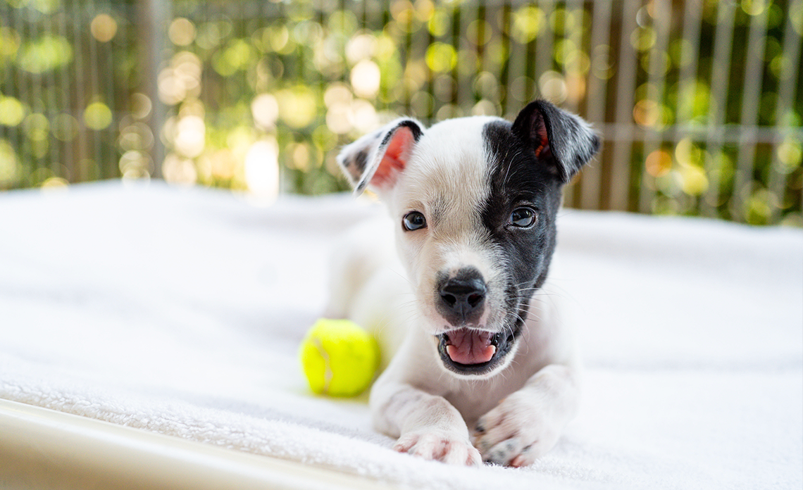Black and white puppy with tennis ball