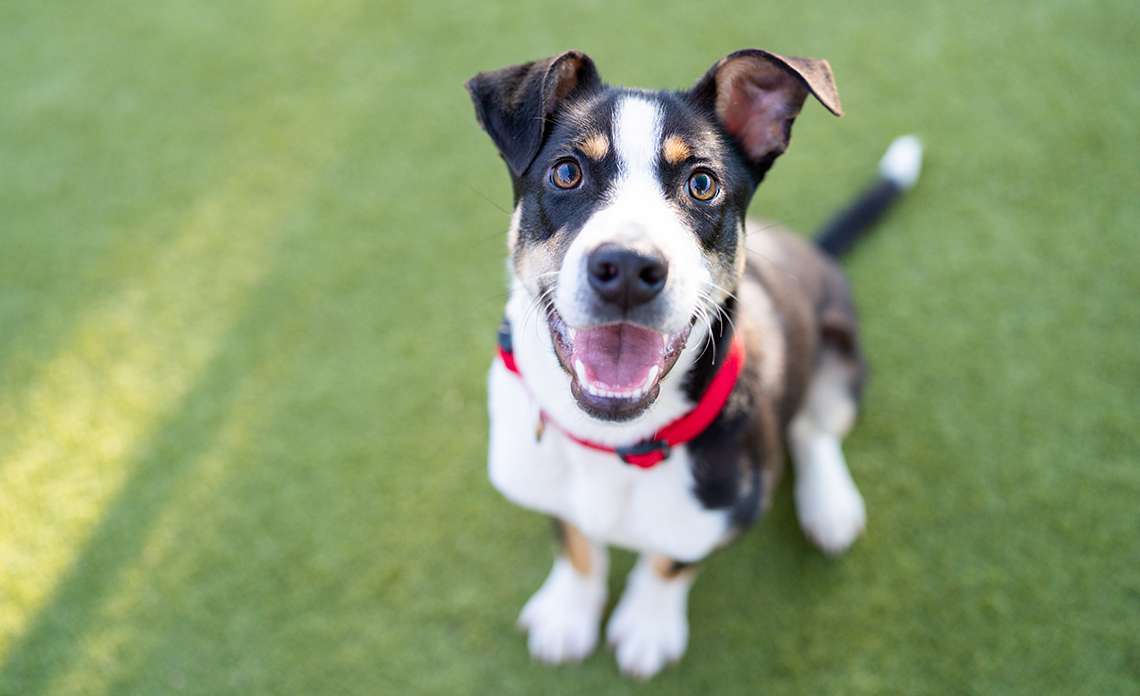 Black and white dog smiling at camera