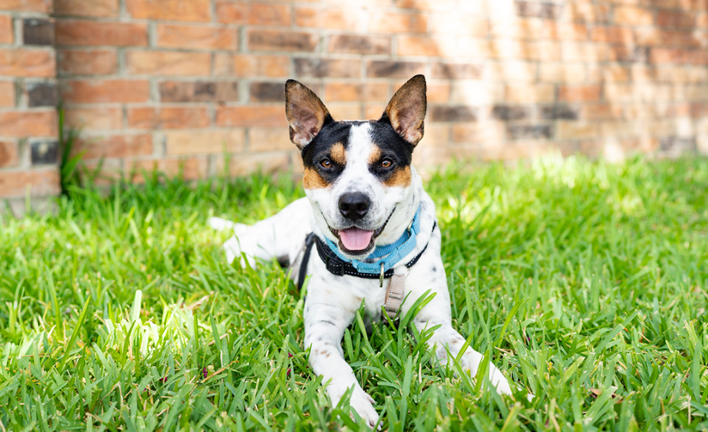 White, brown and black dog on grass