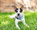 White, brown and black dog on grass