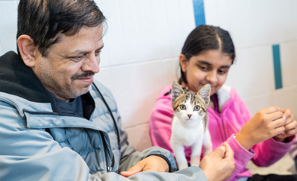 A kitten with two people petting it.