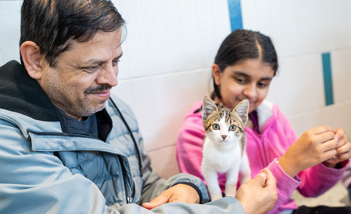 A kitten with two people petting it.
