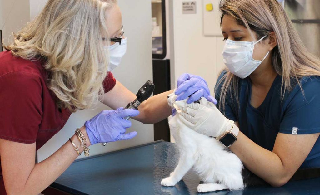 Operation Kindness Blog - Operation Kindness strengthens lifesaving efforts with new veterinarians | North Texas No-Kill Animal Shelter
