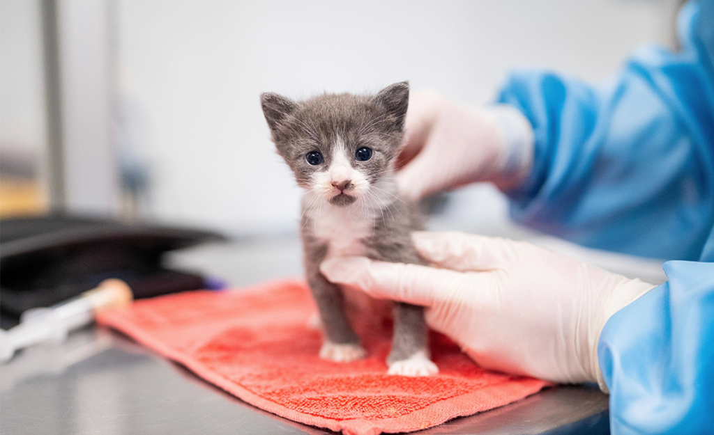 Operation Kindness kitten receiving vet exam