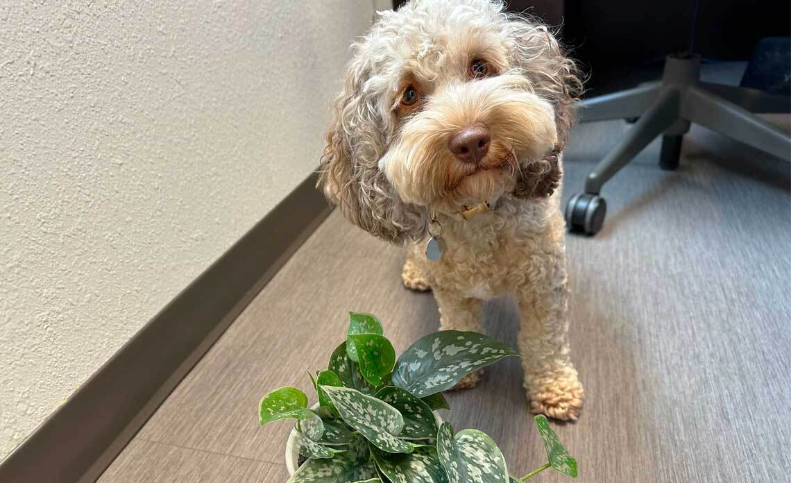 Dog with plant