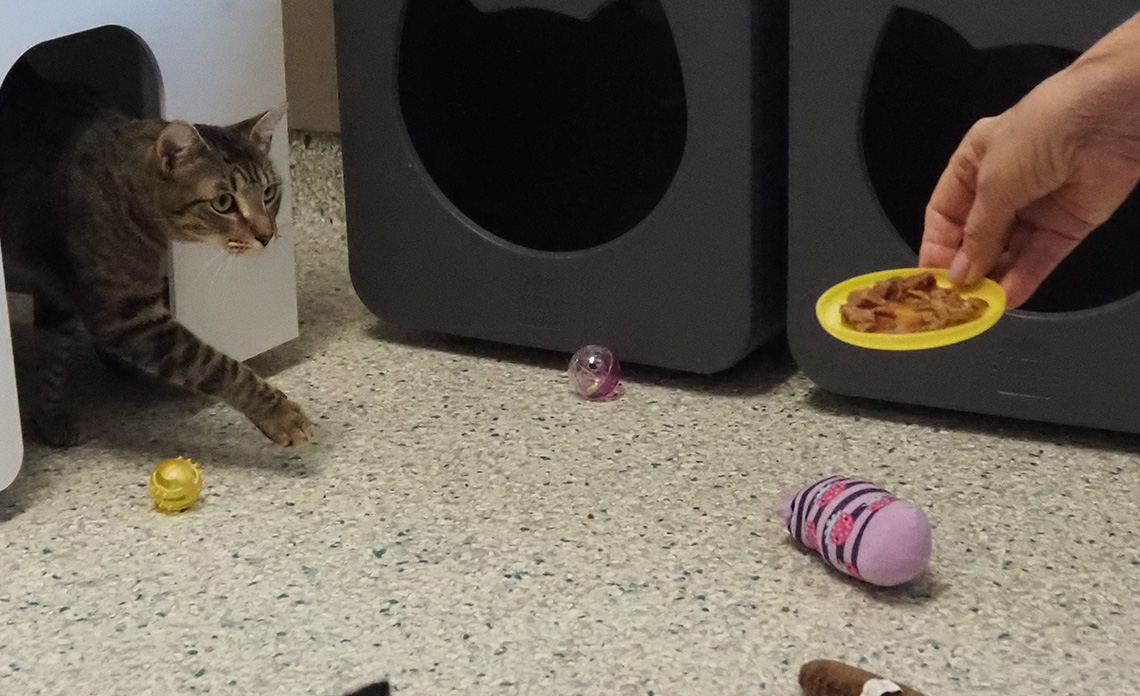 Operation Kindness I A cat receives her catchuterie board as part of her summer enrichment activities.