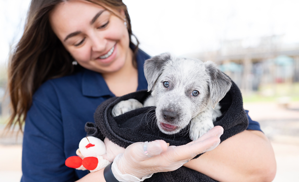 A Look at Operation Kindness Humane Society's Programs