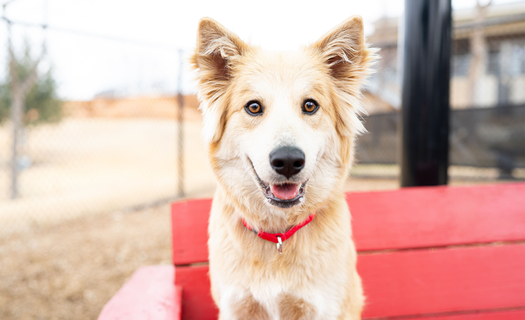 a tan dog with a red collar