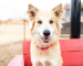 a tan dog with a red collar