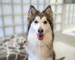Aspen, a grey and white dog, smiling at camera