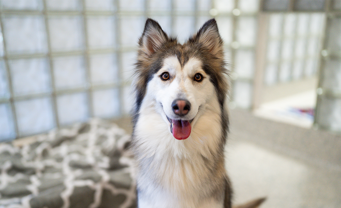 Aspen, a grey and white dog, smiling at camera
