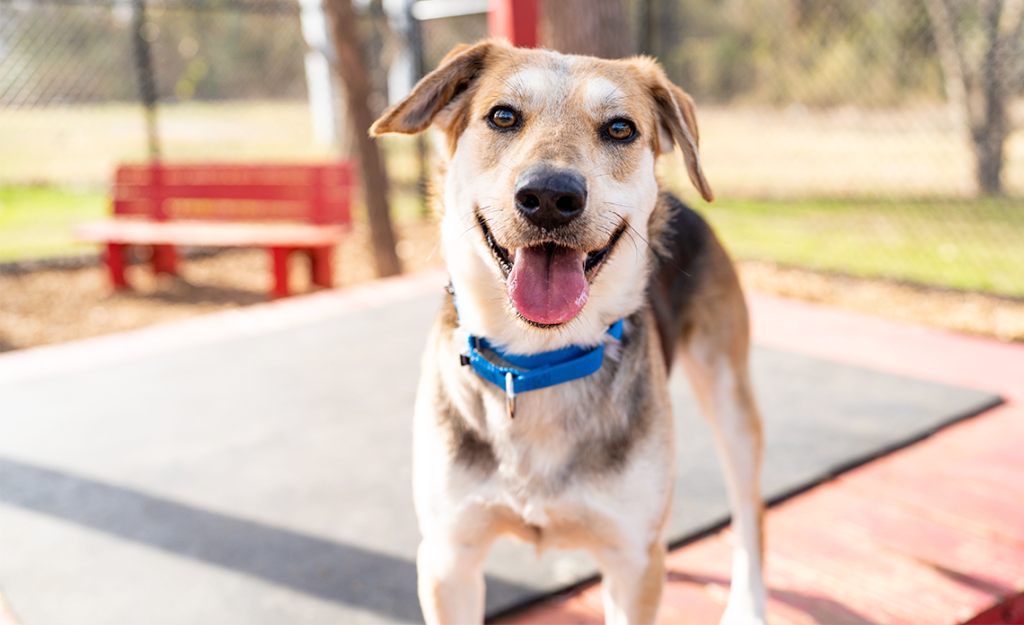 Larry, a white and brown colored dog, smiling at the camera