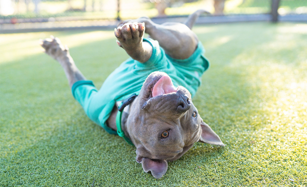 Dog rolling around on grass