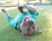 Dog rolling around on grass