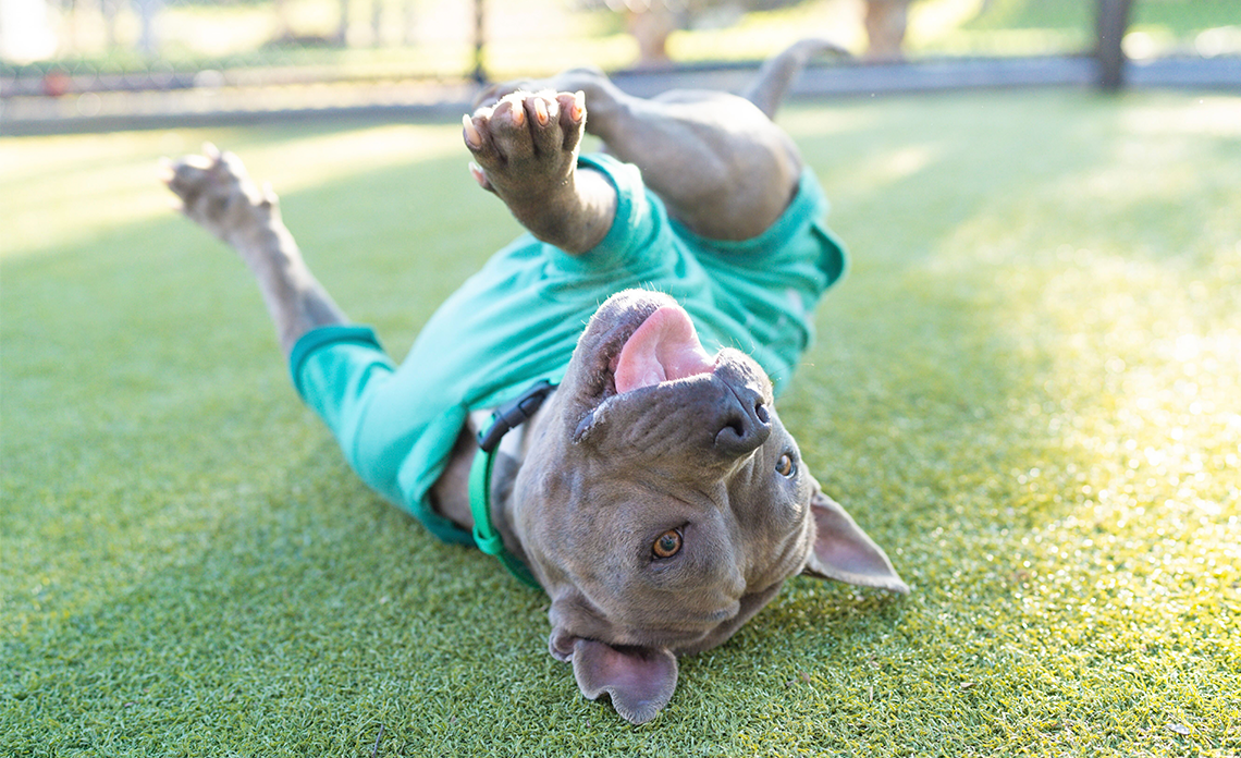 Dog rolling around on grass