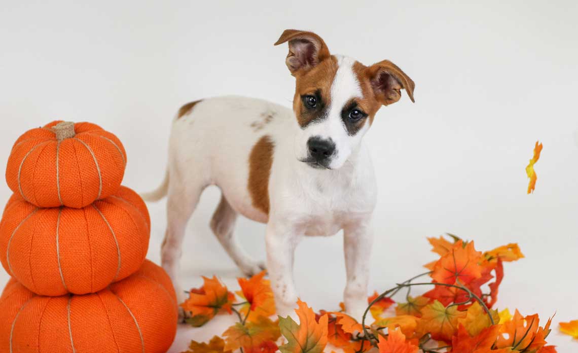 Operation Kindness Blog - Thanksgiving Pet Food Safety Tips