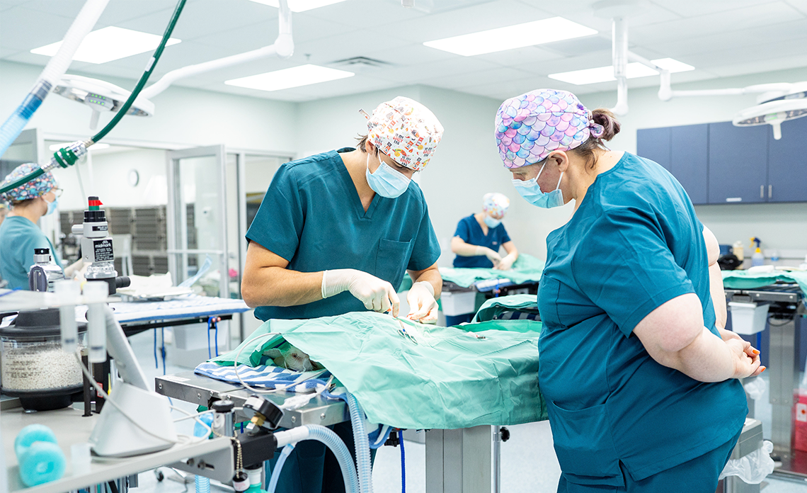 Two veterinarians performing surgery in the VMP