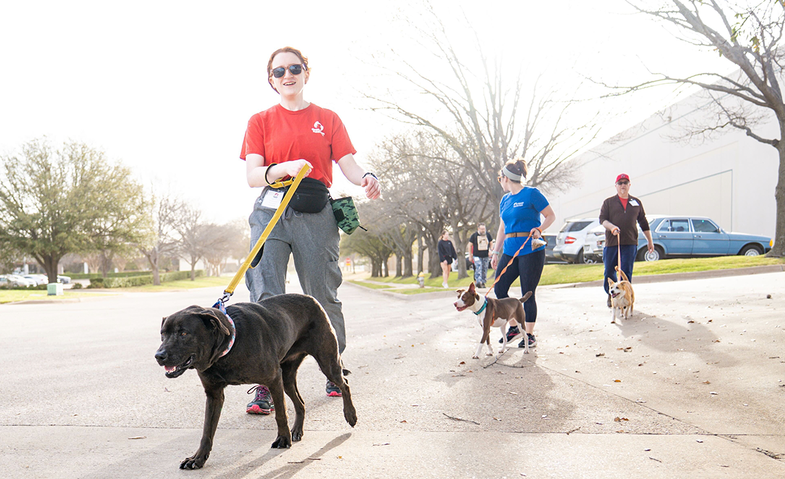 Operation Kindness volunteers walking shelter dogs