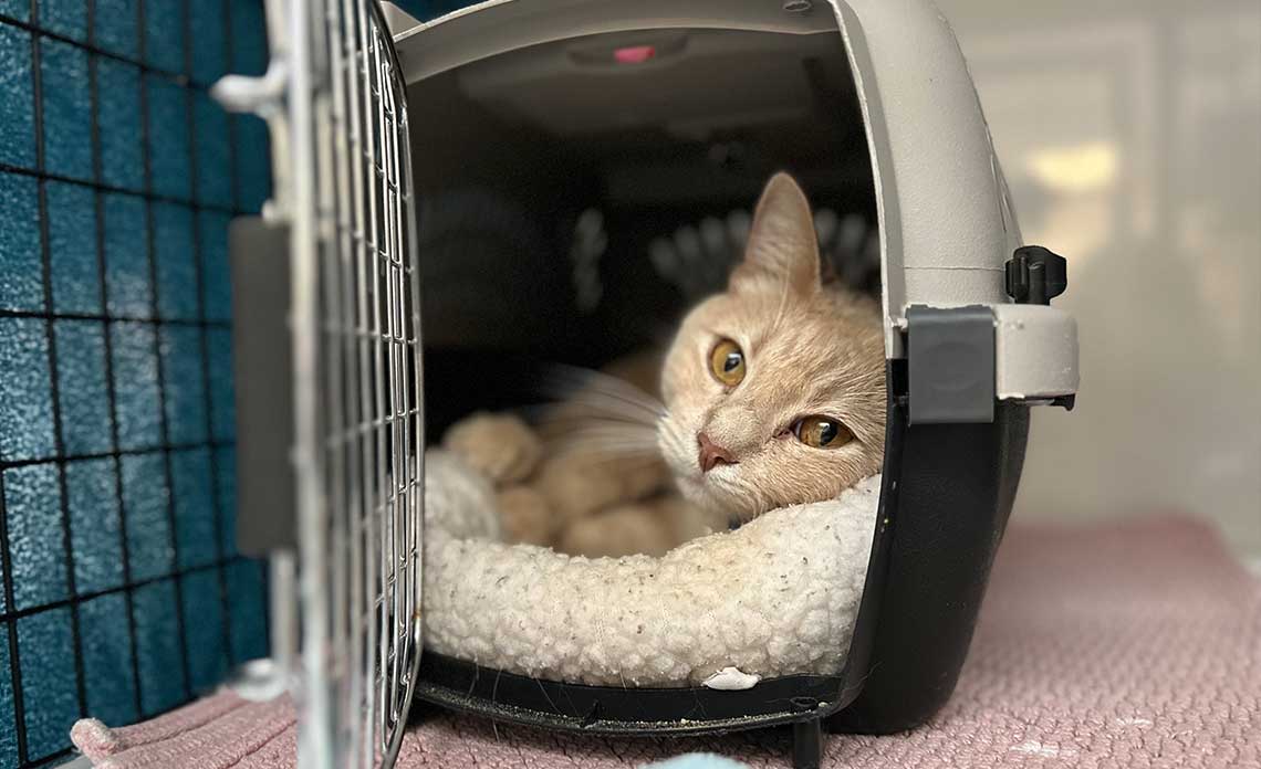 cat in crate