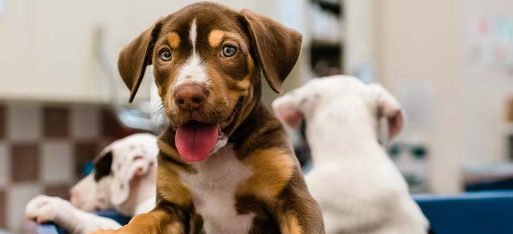 Smiling puppy at Operation Kindness' Adoption Center in North Texas