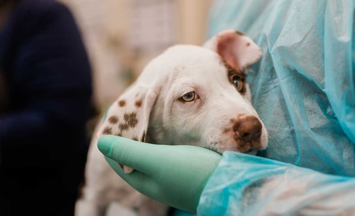 Canine influenza, also known as the dog flu, is on the rise around the country