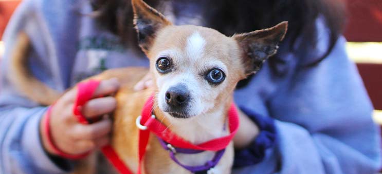 Senior chihuahua sitting on a volunteer's lap | Operation Kindness North Texas' Leading No-Kill Animal Shelter