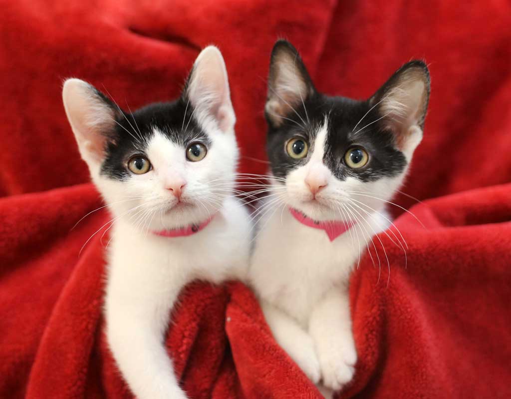 Adoptable kittens | Corporate matching opportunities with Operation Kindness