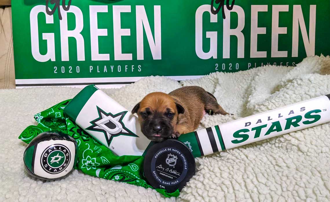 Operation Kindness Blog - Operation Kindness Celebrates Dallas Stars by Naming Adorable Pups After Players | North Texas No-Kill Animal Shelter