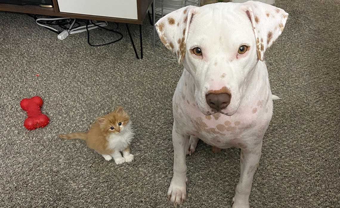 dog with cat