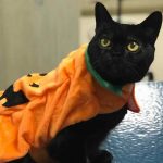 Operation Kindness Gallery: Pets in Halloween Costumes