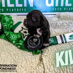 Operation Kindness Gallery: Dallas Stars Puppy Kivi